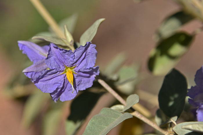 Hinds Nightshade has purple flowers that bloom in March. The species grows at tight elevations from 1,500 to 1,800 feet in elevation. Solanum hindsianum